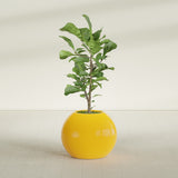 Globe fiberglass planter in Gloss Saffron, shown planted, in a sunlit interior