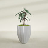 Alicante Fluted fiberglass planter in Metallic Silver, shown planted, in a sunlit interior