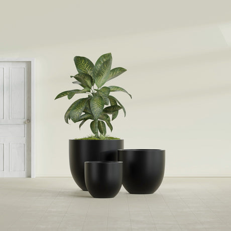 Alzira Bowl fiberglass planter in Matte Black, size range, in a sunlit interior