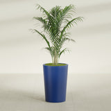 Tegel Round Tapered fiberglass planter in Matte Cobalt Blue, shown planted, in a sunlit interior