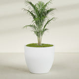 Wannsee Round fiberglass planter in Gloss Bright White, shown planted, in a sunlit interior
