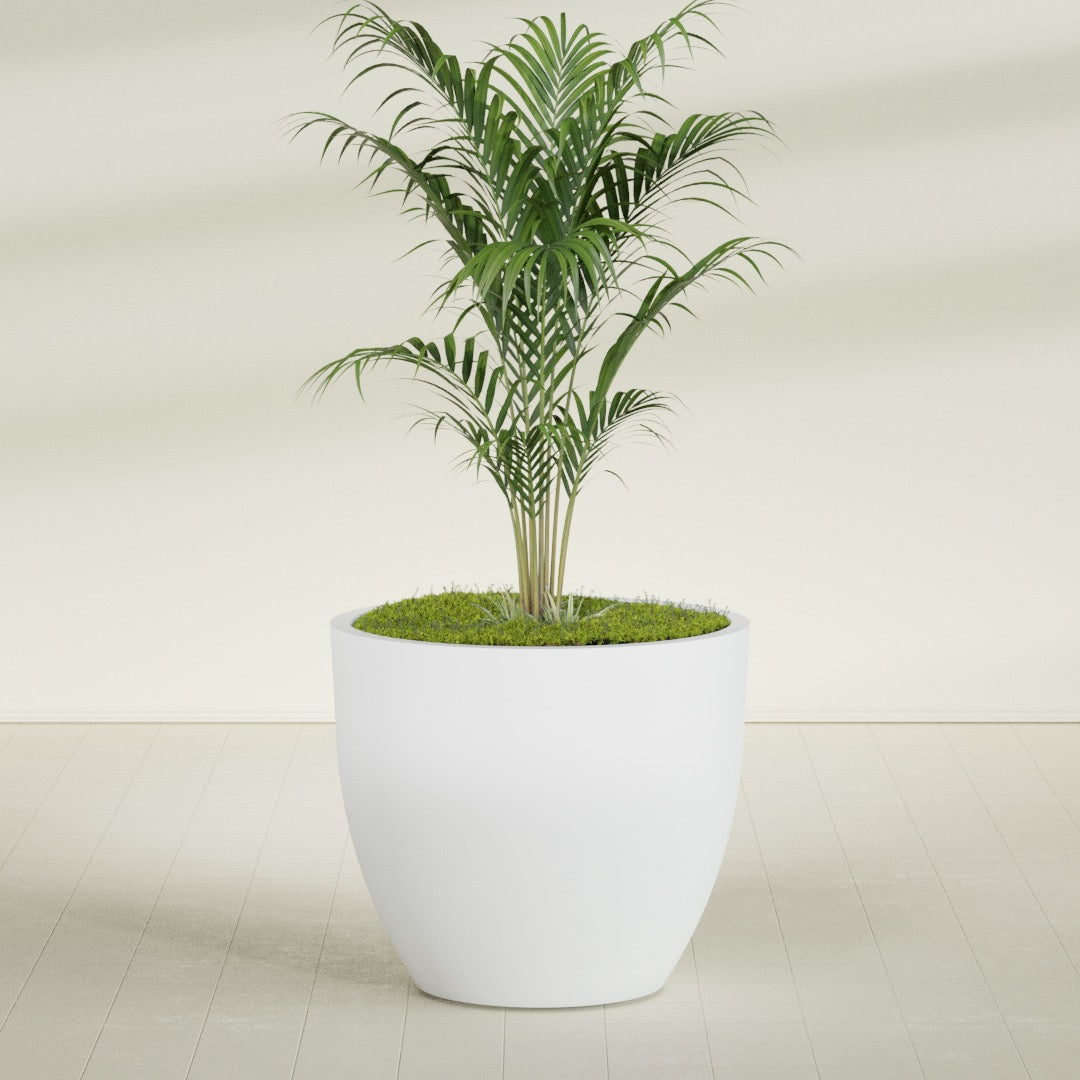 Wannsee Round fiberglass planter in Gloss Bright White, shown planted, in a sunlit interior