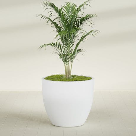 Wannsee Round fiberglass planter in Gloss Bright White, shown planted, in a sunlit interior