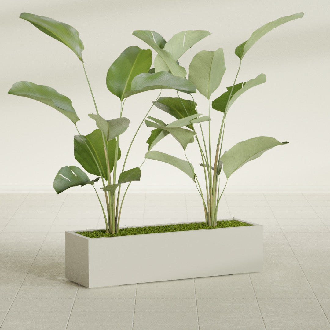 Cuba Low Rectangular fiberglass planter in Satin Beige, shown planted, in a sunlit interior