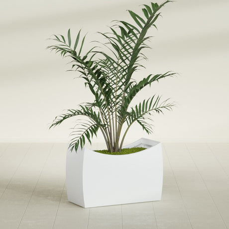Seoul Curved fiberglass planter in Matte Bright White, shown planted, in a sunlit interior