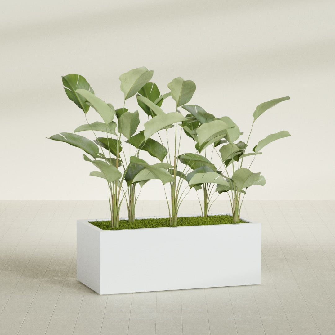 Torino Wide Rectangular fiberglass planter in Matte Bright White, shown planted, in a sunlit interior