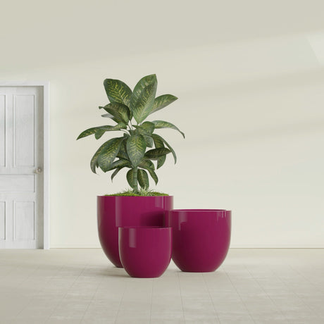 Alzira Bowl fiberglass planter in Gloss Eggplant, size range, in a sunlit interior
