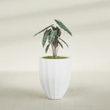 Alicante Fluted fiberglass planter in Gloss Bright White, shown planted, in a sunlit interior