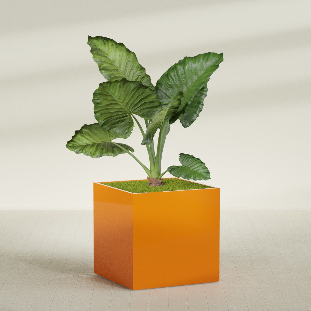 Montroy Cube fiberglass planter in Gloss Tangerine, planted, in a sunlit interior