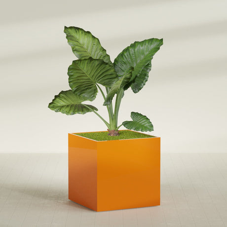 Montroy Cube fiberglass planter in Gloss Tangerine, planted, in a sunlit interior