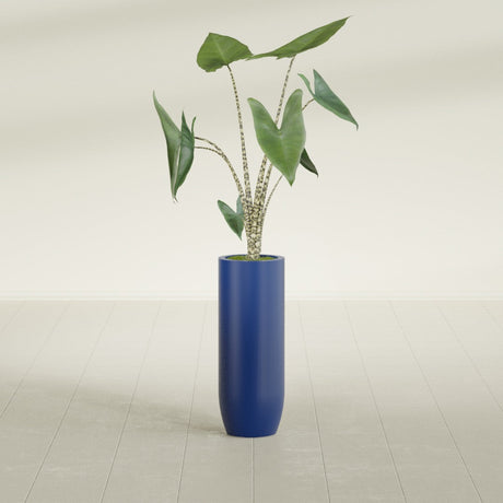 Saint Tropez Bullet Round fiberglass planter in Matte Cobalt Blue, shown planted, in a sunlit interior