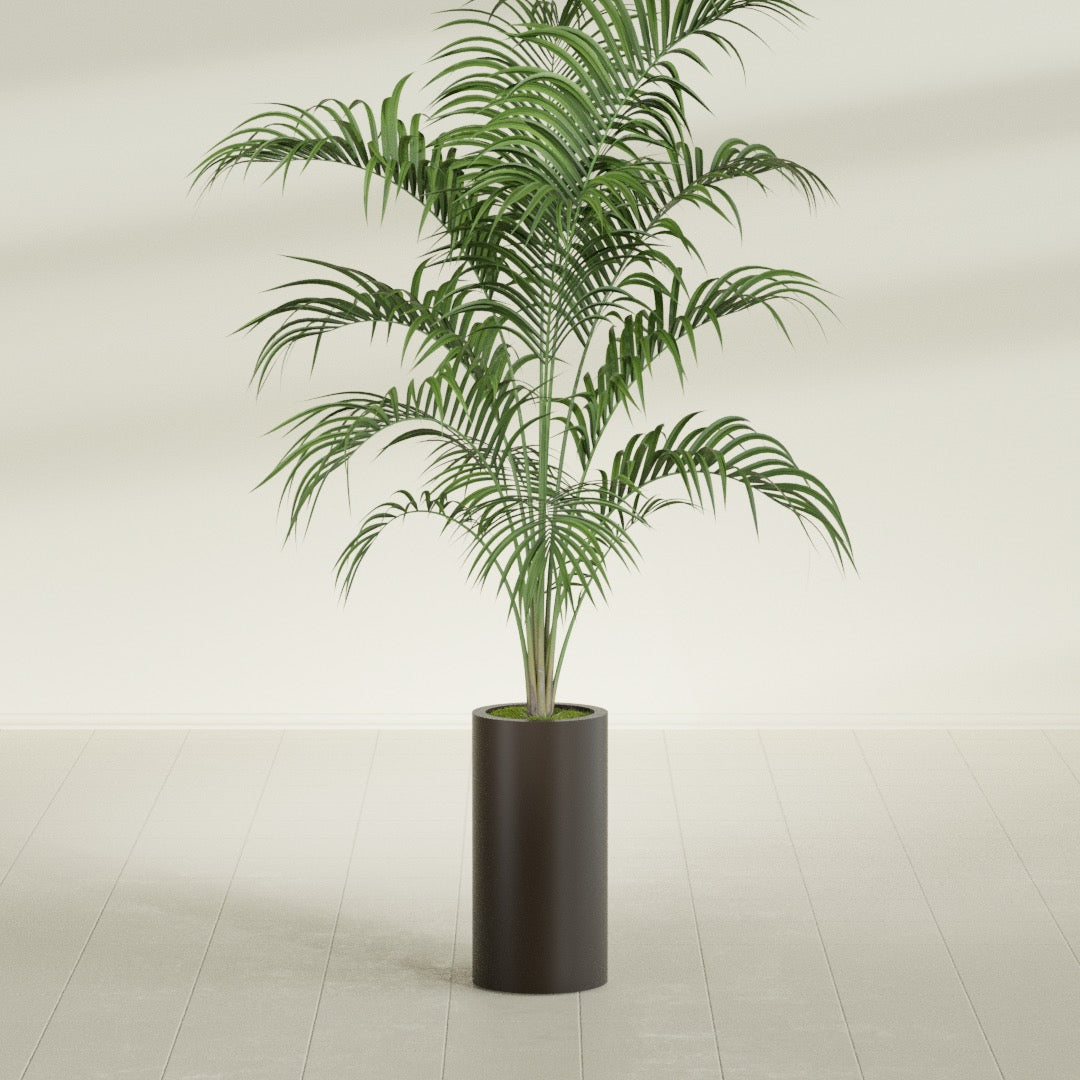 Corry Cylinder fiberglass planter in Matte Dark Brown, shown planted, in a sunlit interior