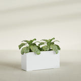 Miami Narrow Rectangular fiberglass planter in Gloss Bright White, shown planted, in a sunlit interior