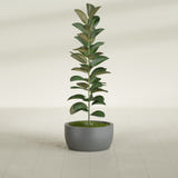 Casablanca Bowl fiberglass planter in Matte Gunmetal, shown planted, in a sunlit interior