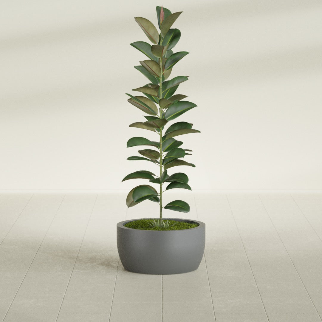 Casablanca Bowl fiberglass planter in Matte Gunmetal, shown planted, in a sunlit interior
