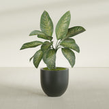 Alzira Bowl fiberglass planter in Matte Charcoal, shown planted, in a sunlit interior
