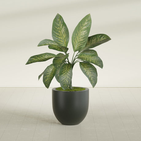 Alzira Bowl fiberglass planter in Matte Charcoal, shown planted, in a sunlit interior