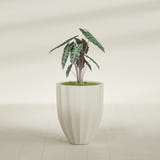 Alicante Fluted fiberglass planter in Satin Beige, shown planted, in a sunlit interior
