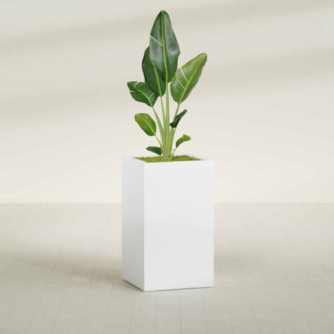 Darwin Corner fiberglass planter in Matte Bright White, shown planted, in a sunlit interior