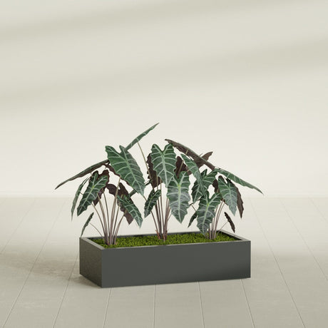 Antwerp Corner fiberglass planter in Matte Charcoal, shown planted, in a sunlit interior