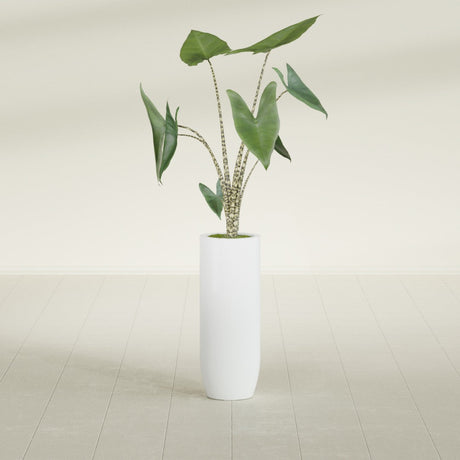 Saint Tropez Bullet Round fiberglass planter in Matte Bright White, shown planted, in a sunlit interior