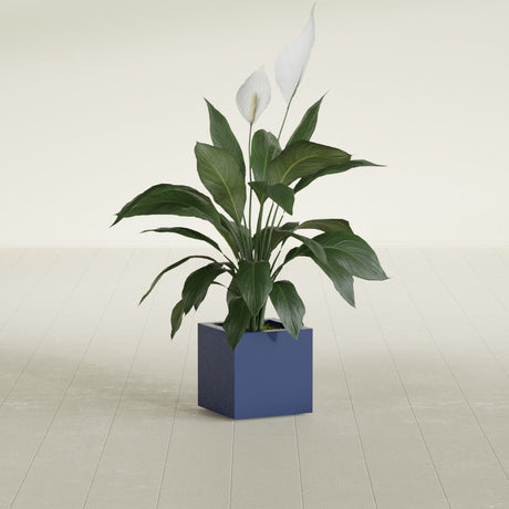 Montroy Cube fiberglass planter in Matte Cobalt Blue, shown planted, in a sunlit interior