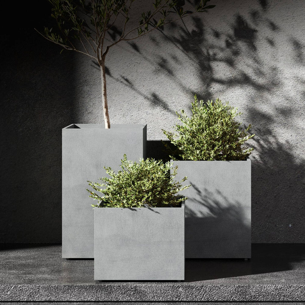 Reglito tall square Cosapots fiberglass planters, shown grouped with an olive tree and clipped shrubs in raking sunlight.