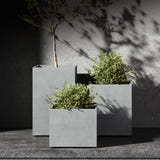Reglito tall square Cosapots fiberglass planters, shown grouped with an olive tree and clipped shrubs in raking sunlight.