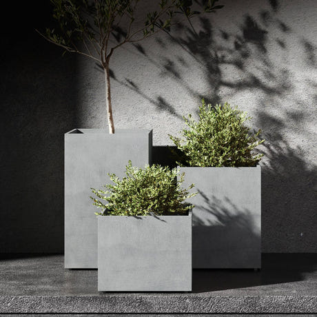 Reglito tall square Cosapots fiberglass planters, shown grouped with an olive tree and clipped shrubs in raking sunlight.