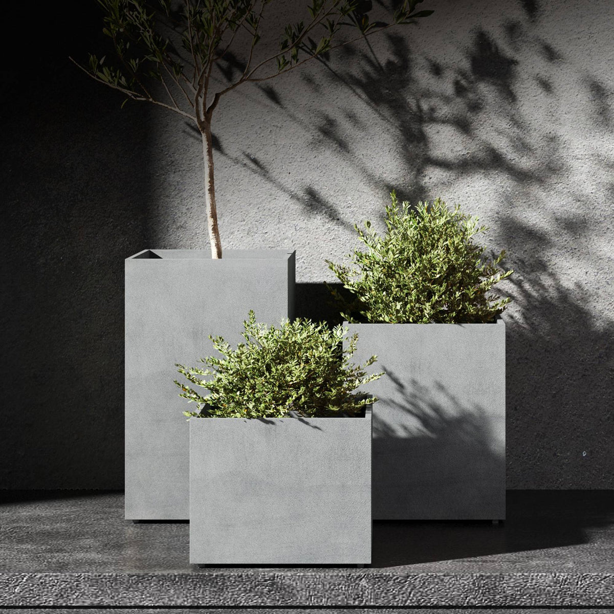 Reglito tall square Cosapots fiberglass planters, shown grouped with an olive tree and clipped shrubs in raking sunlight.