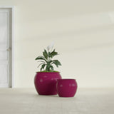 Shanghai Fishbowl fiberglass planter in Gloss Eggplant, size range, in a sunlit interior