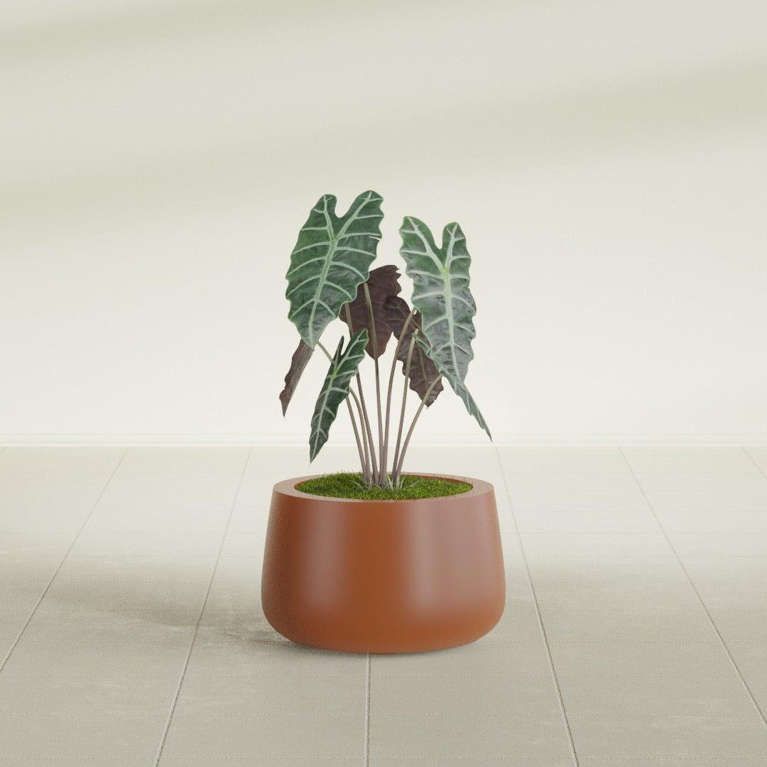 Short Hayden Bowl fiberglass planter in Matte Terra Cotta, shown planted, in a sunlit interior
