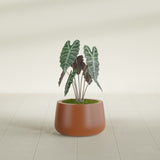 Short Hayden Bowl fiberglass planter in Matte Terra Cotta, shown planted, in a sunlit interior