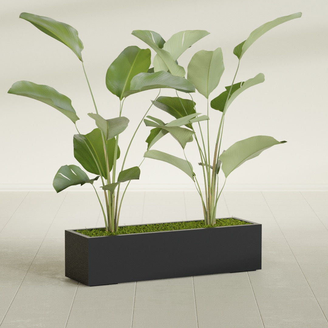 Cuba Low Rectangular fiberglass planter in Matte Black, shown planted, in a sunlit interior