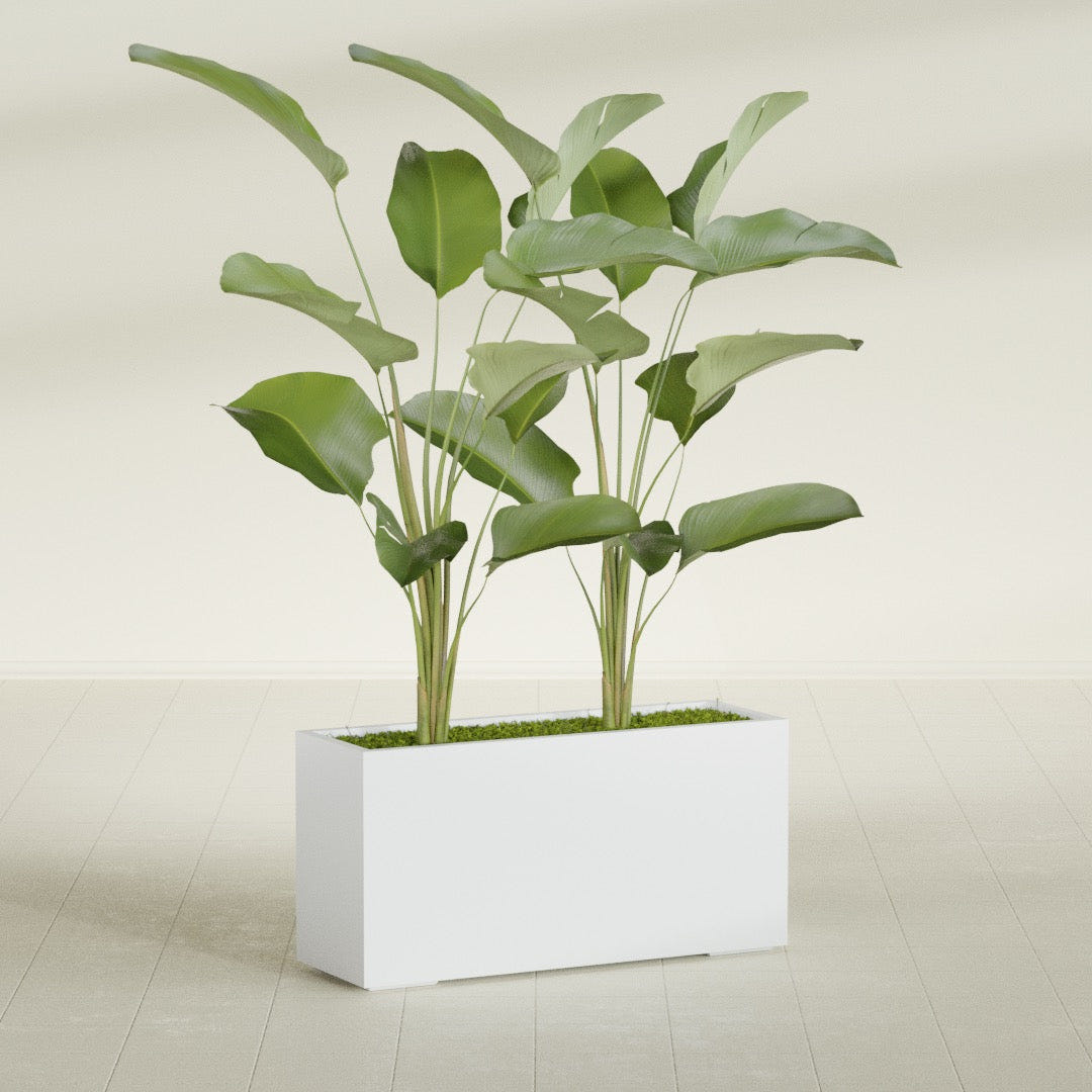 Tolga Rectangular fiberglass planter in Gloss Bright White, shown planted, in a sunlit interior