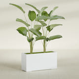 Tolga Rectangular fiberglass planter in Gloss Bright White, shown planted, in a sunlit interior