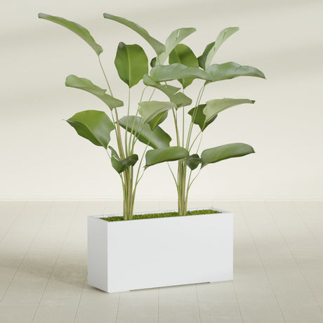 Tolga Rectangular fiberglass planter in Gloss Bright White, shown planted, in a sunlit interior