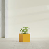 Monaco Cube fiberglass planter in Gloss Saffron, shown planted, in a sunlit interior