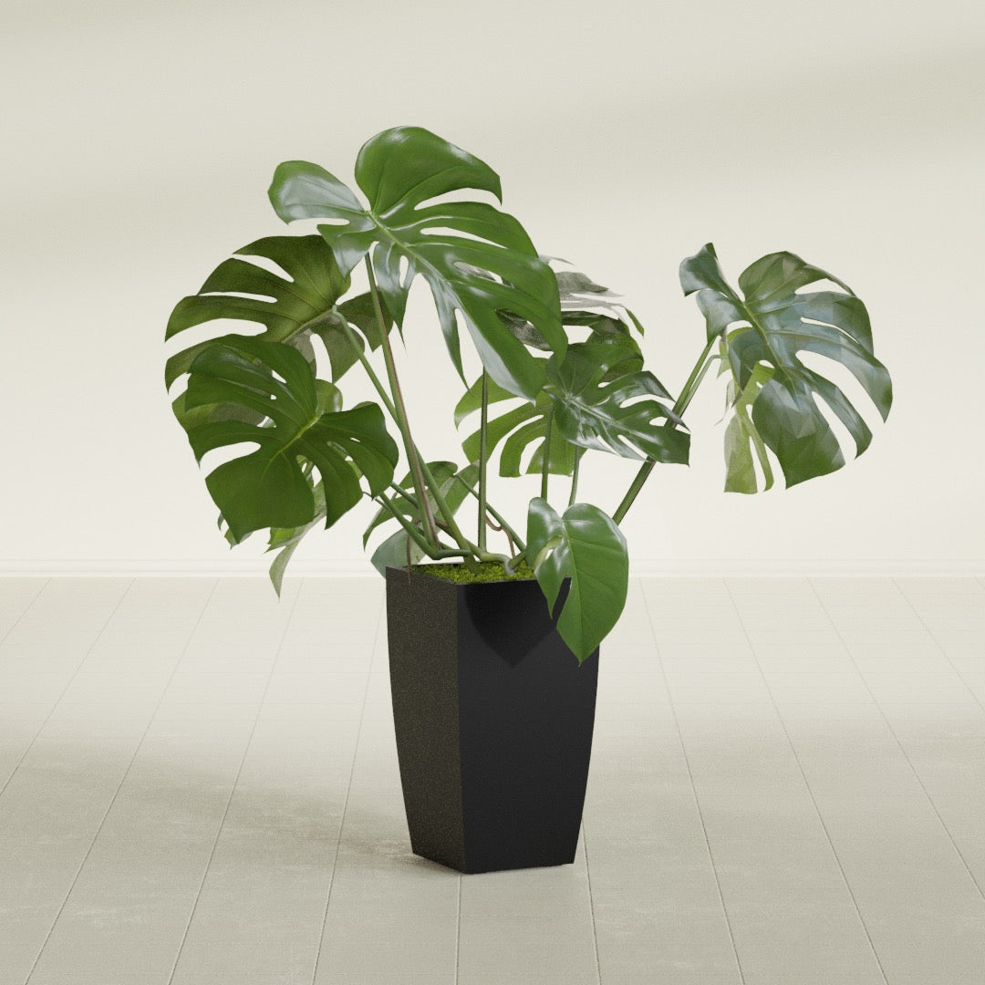 Toulan Tapered Square fiberglass planter in Matte Black, shown planted, in a sunlit interior