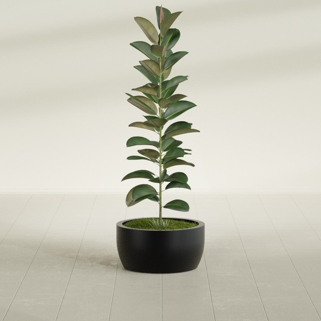 Casablanca Bowl fiberglass planter in Matte Black, shown planted, in a sunlit interior
