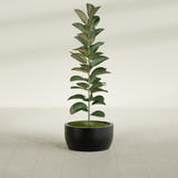 Casablanca Bowl fiberglass planter in Matte Black, shown planted, in a sunlit interior