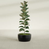 Casablanca Bowl fiberglass planter in Matte Black, shown planted, in a sunlit interior