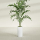 Corry Cylinder fiberglass planter in Gloss Bright White, shown planted, in a sunlit interior