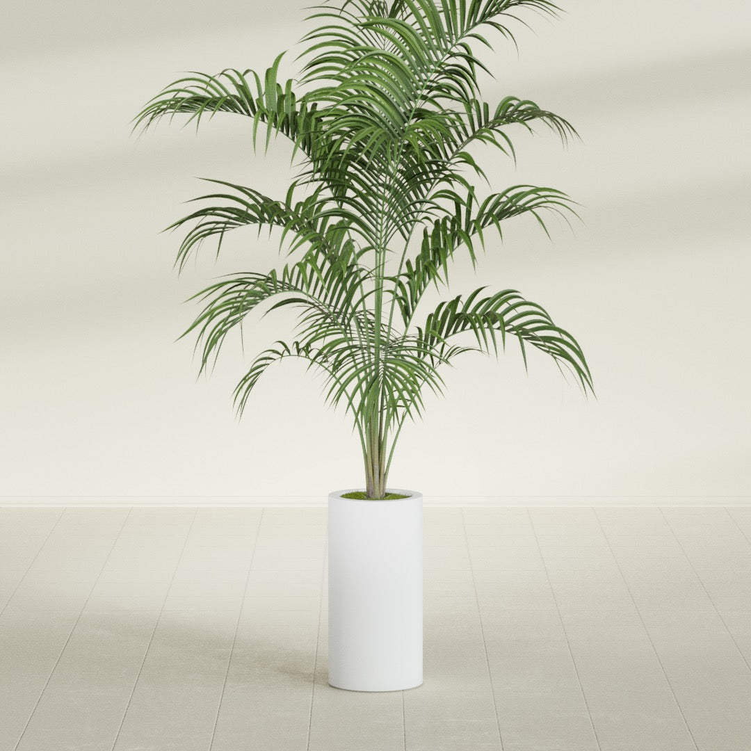 Corry Cylinder fiberglass planter in Gloss Bright White, shown planted, in a sunlit interior