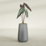 Saigon Tapered Round fiberglass planter in Matte Gunmetal, shown planted, in a sunlit interior