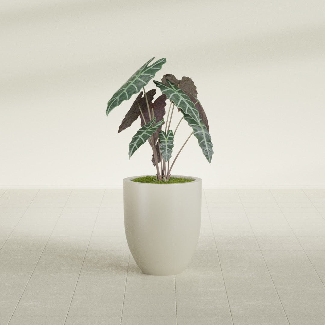 Valencia Tapered Round fiberglass planter in Satin Beige, shown planted, in a sunlit interior