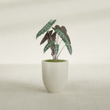 Valencia Tapered Round fiberglass planter in Satin Beige, shown planted, in a sunlit interior