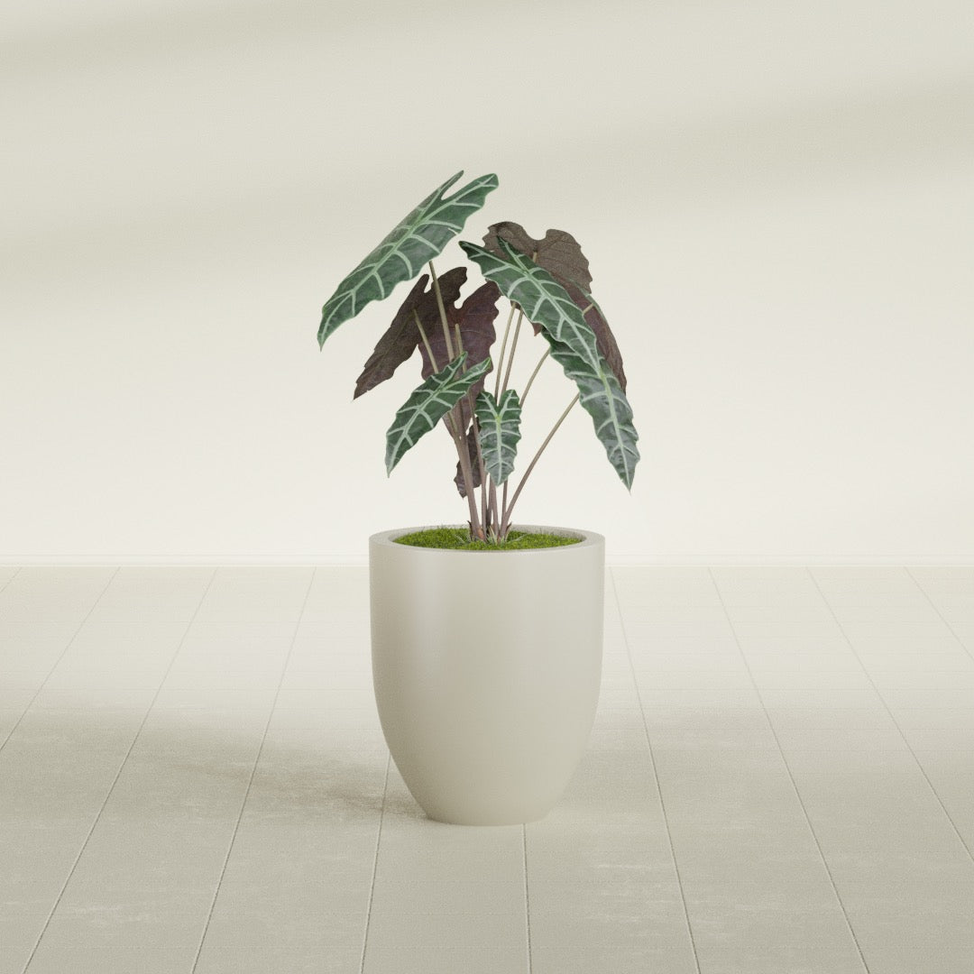 Valencia Tapered Round fiberglass planter in Satin Beige, shown planted, in a sunlit interior