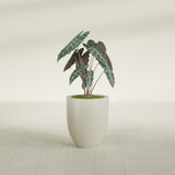 Valencia Tapered Round fiberglass planter in Satin Beige, shown planted, in a sunlit interior