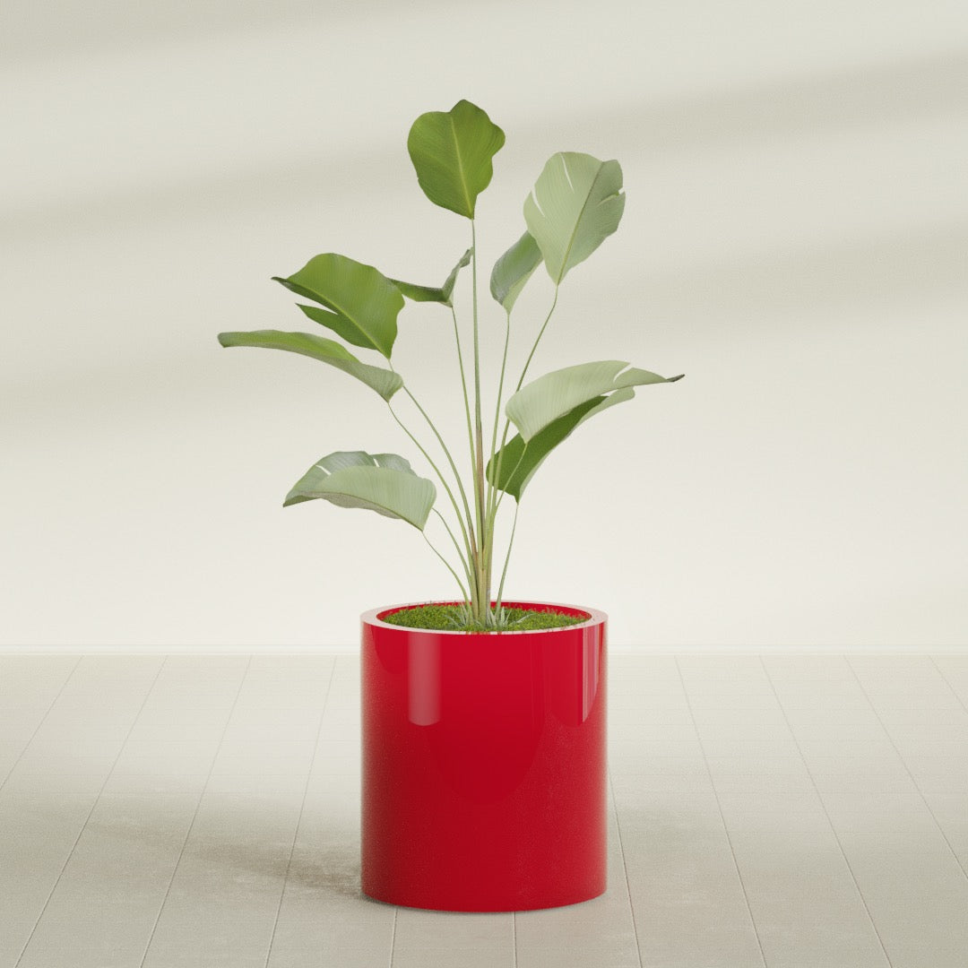 Rio Grande Cylinder fiberglass planter in Gloss Red, shown planted, in a sunlit interior